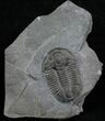 Very Nice Asaphiscus Trilobite - U-Dig Quarry #5558-1
